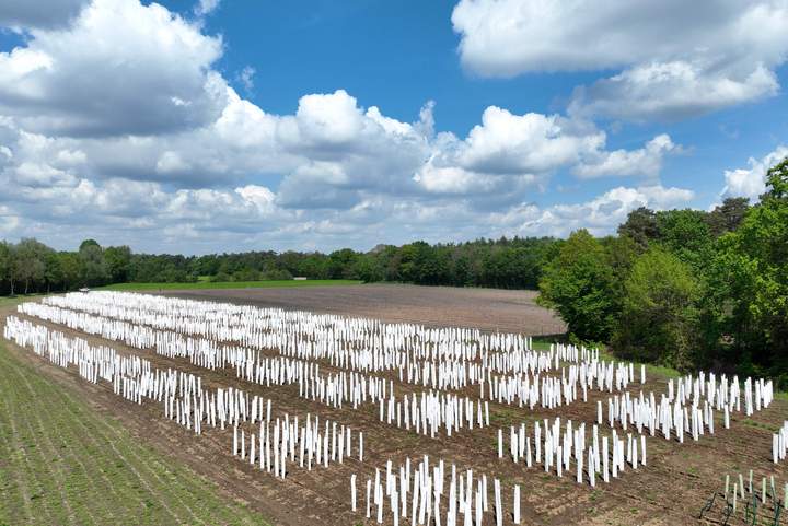Spektakuläre Baumhüllen in Raesfeld: Landschaftsagentur Plus macht Kompensation sichtbar